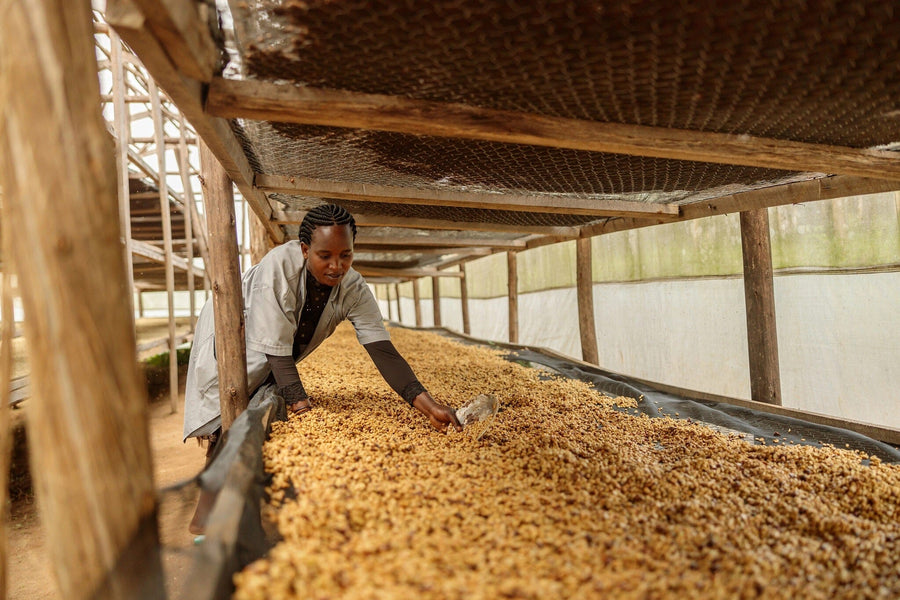 Wearing a light coat, a person arranges coffee beans on a drying bed inside a wooden structure. The Hands of the Harvest Wall Mural adds vibrant color to the space, while mesh and plastic shield the crop from the elements.
