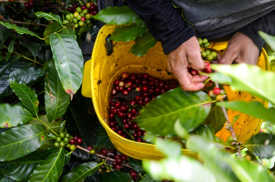 Hands pick ripe coffee cherries among glossy leaves, dropping them into a yellow bucket—a scene captured in the Coffee 13 Wall Mural, perfect for custom printed murals or removable wallpaper in any space.