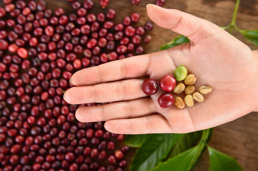 A hand holds unripe green, ripe red, and dried coffee beans. Below, an array of ripe cherries is spread on wood, reminiscent of a Coffee 20 Wall Mural. Green leaves add contrast to this vibrant scene.