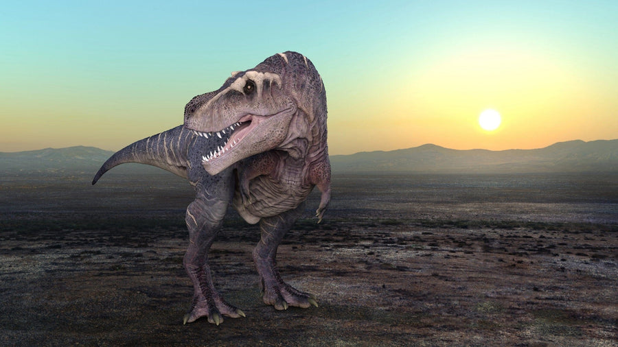 The Jurassic King Wall Mural features a realistic Tyrannosaurus rex on a barren landscape under a clear sky. A sunset behind distant mountains casts an orange glow, creating a dramatic prehistoric scene. The dinosaur's textured skin and sharp teeth bring fierce life to any wall.