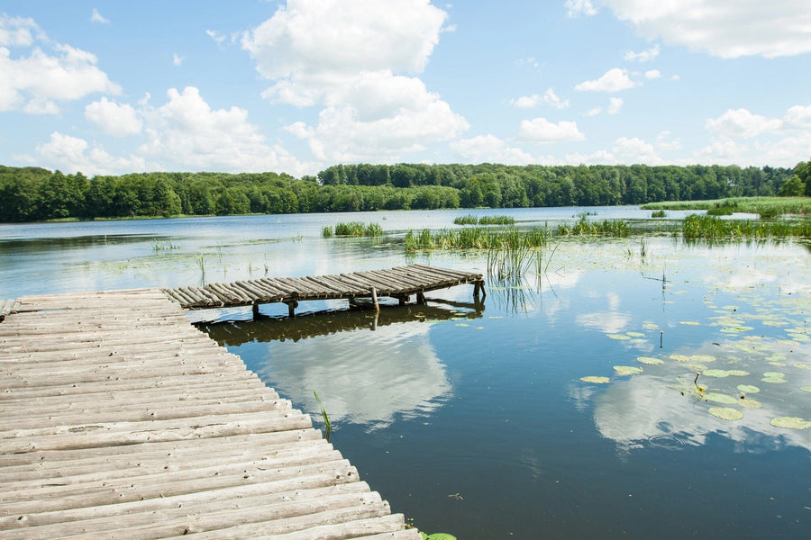 A wooden dock extends over a calm lake, mirroring fluffy clouds, green reeds, and lily pads. This serene landscape resembles the Lakeside Pier Wall Mural, with a dense forest lining the distant shore against a bright blue sky.