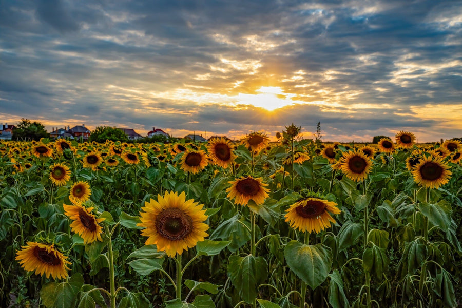 Magnificent Sunset over Sunflower Field Wall Mural Wallpaper Mural Deposit photo Color Original Custom Size