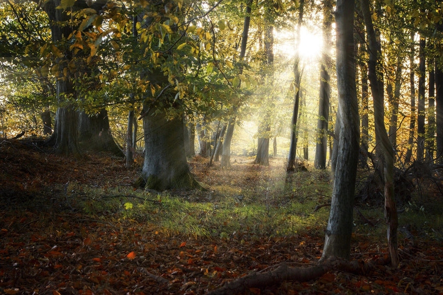 Old Forest in Autumn Wall Mural Peel and stick Wall Mural Photo Color Original Custom Size