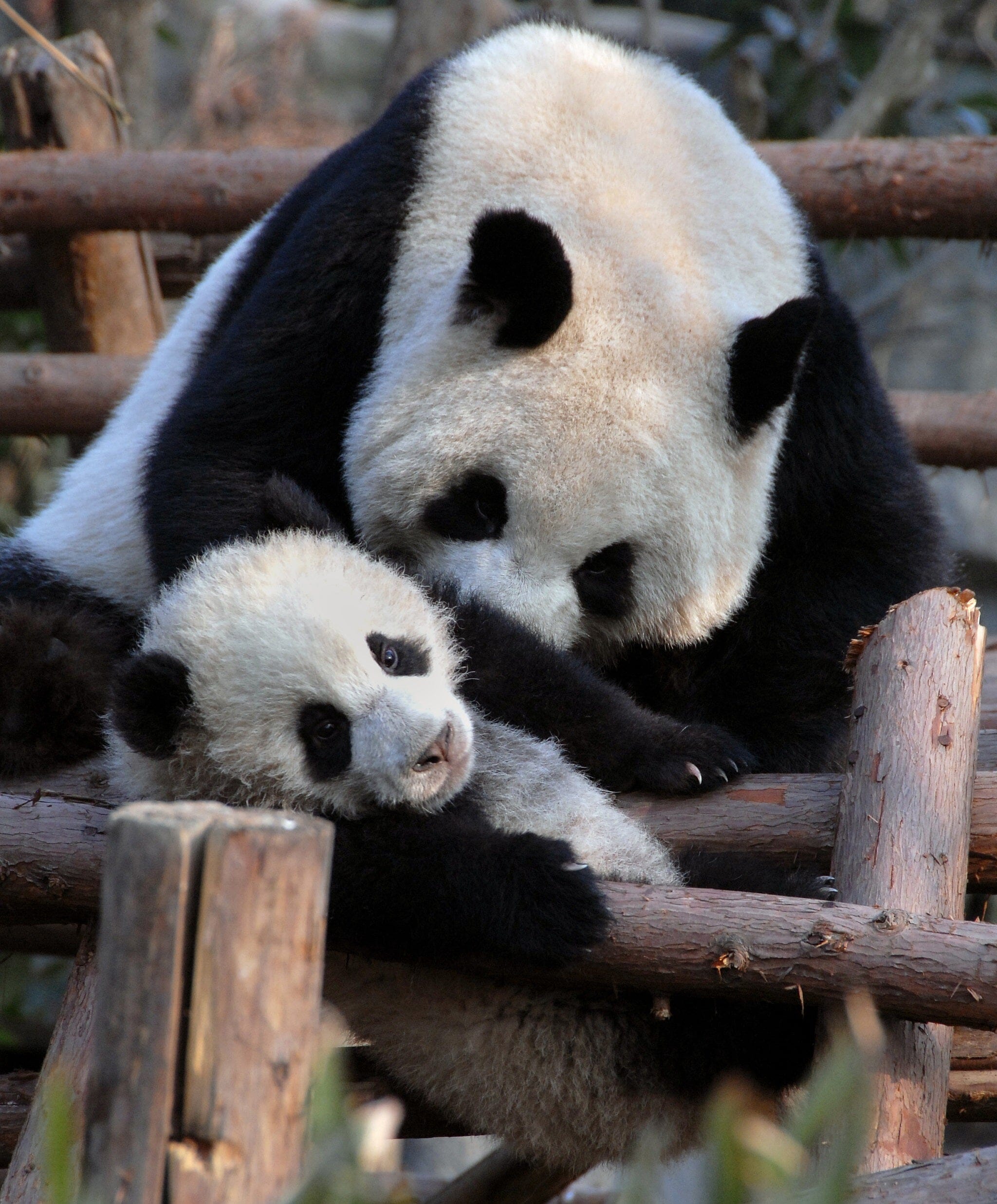 Panda Reserve Wall Mural - PASWM
