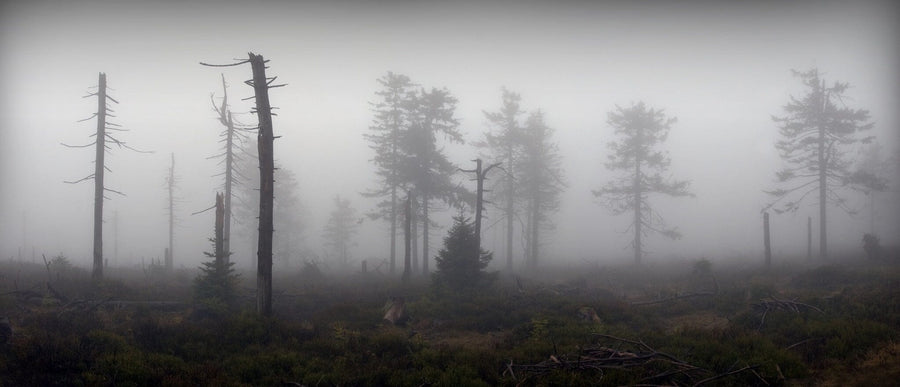 Panoramic View of Mystical Silhouettes of Trees in Fog Wall Mural Wallpaper Mural Photo Color Original Custom Size