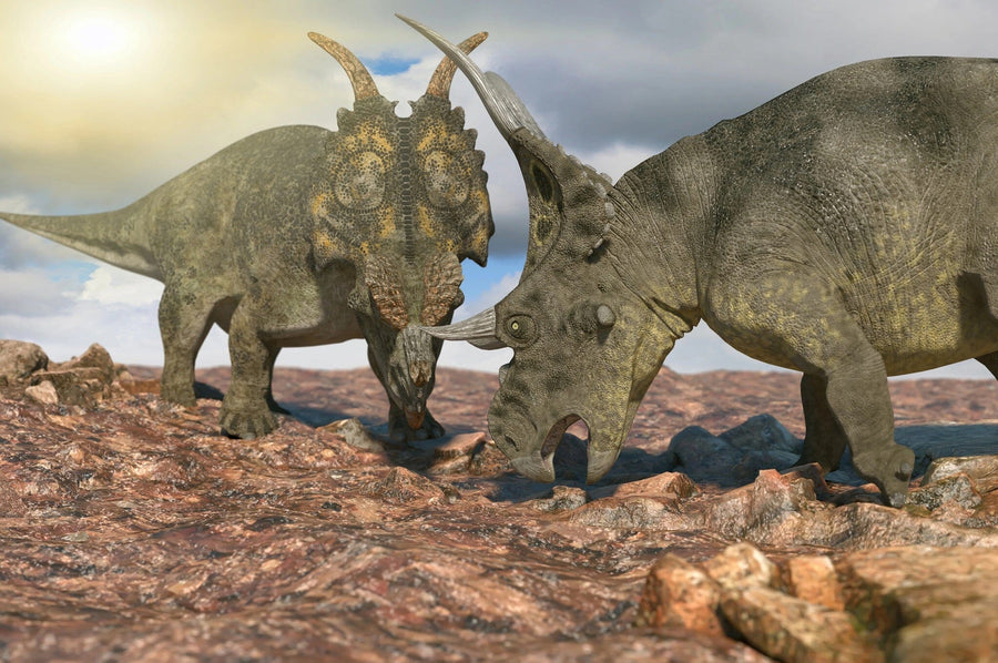 Two horned dinosaurs, similar to Triceratops, confront each other on rocky terrain under a cloudy sky, with the sun casting shadows and highlighting their textured skin. The Prehistoric Battle Wall Mural captures this stunning scene to bring ancient wonders into your space.