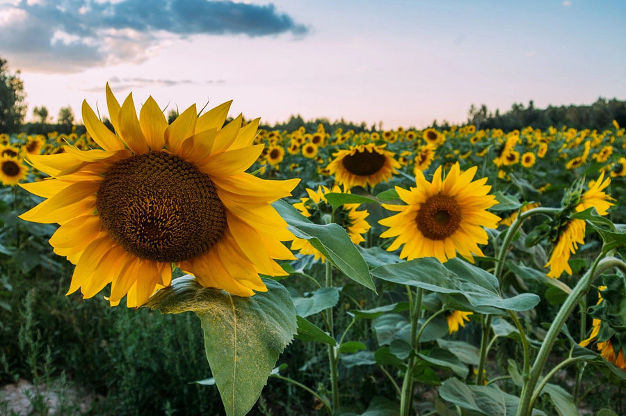 The Quiet Sunset Blooms Wall Mural showcases vibrant sunflowers with tall green stems and yellow heads at sunset, soft pink clouds, and distant trees—bringing nature indoors easily and stylishly. Perfect for peel and stick installation.