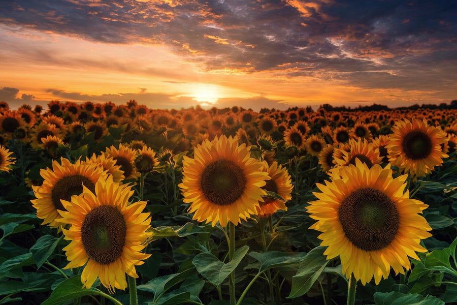 Transform your space with the Radiant Field Glow Wall Mural—a vivid scene of sunflowers under a dramatic sunset. Removable and easy to install, this mural fills any room with golden light, creating an inviting summer atmosphere indoors.