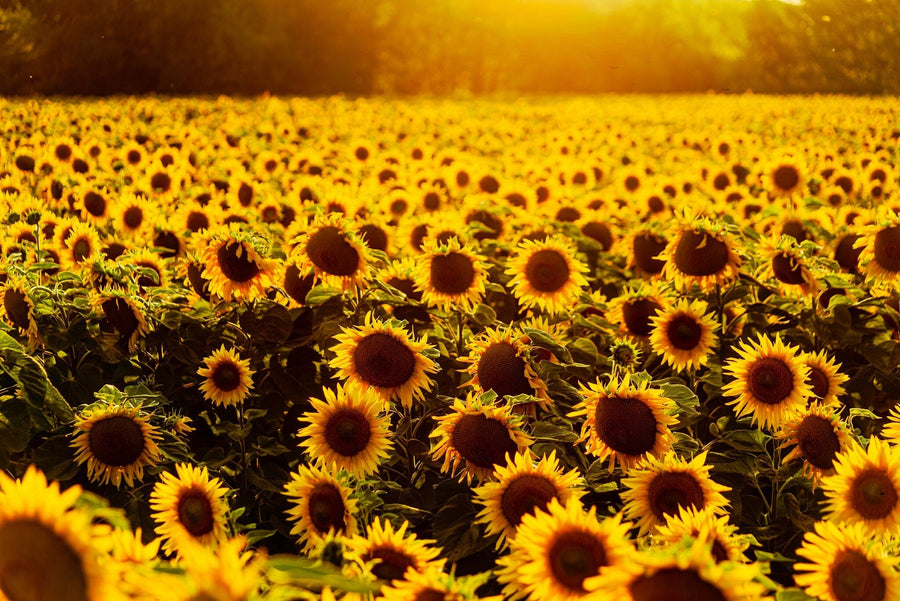 The Radiant Sunflower Horizon Wall Mural by Deposit photo captures a vast, serene landscape of sunflowers with vibrant yellow petals and dark brown centers basking in warm sunlight, set against a backdrop of blurred trees.