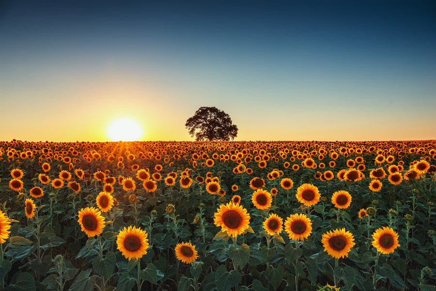Radiant Sunset Over a Blooming Sunflower Field Wall Mural Wallpaper Mural Color Original Custom Size