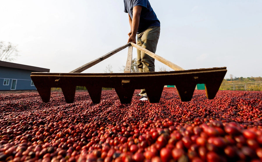 Showcasing the Raking Cherries Wall Mural: a low-angle view of a person spreading red coffee cherries with a wooden rake, their lower body and hand visible, set outdoors with a building in the background—ideal for custom printed murals.