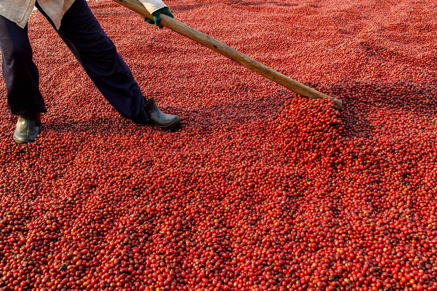 The Raking Coffee Wall Mural captures the vivid energy of coffee cherries being spread outdoors, making a stunning custom printed or peel and stick mural to brighten any space.