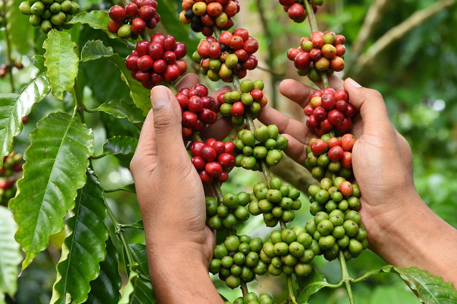 Ripe and Green Coffee Beans Wall Mural Peel and stick Wall Mural PASWM 