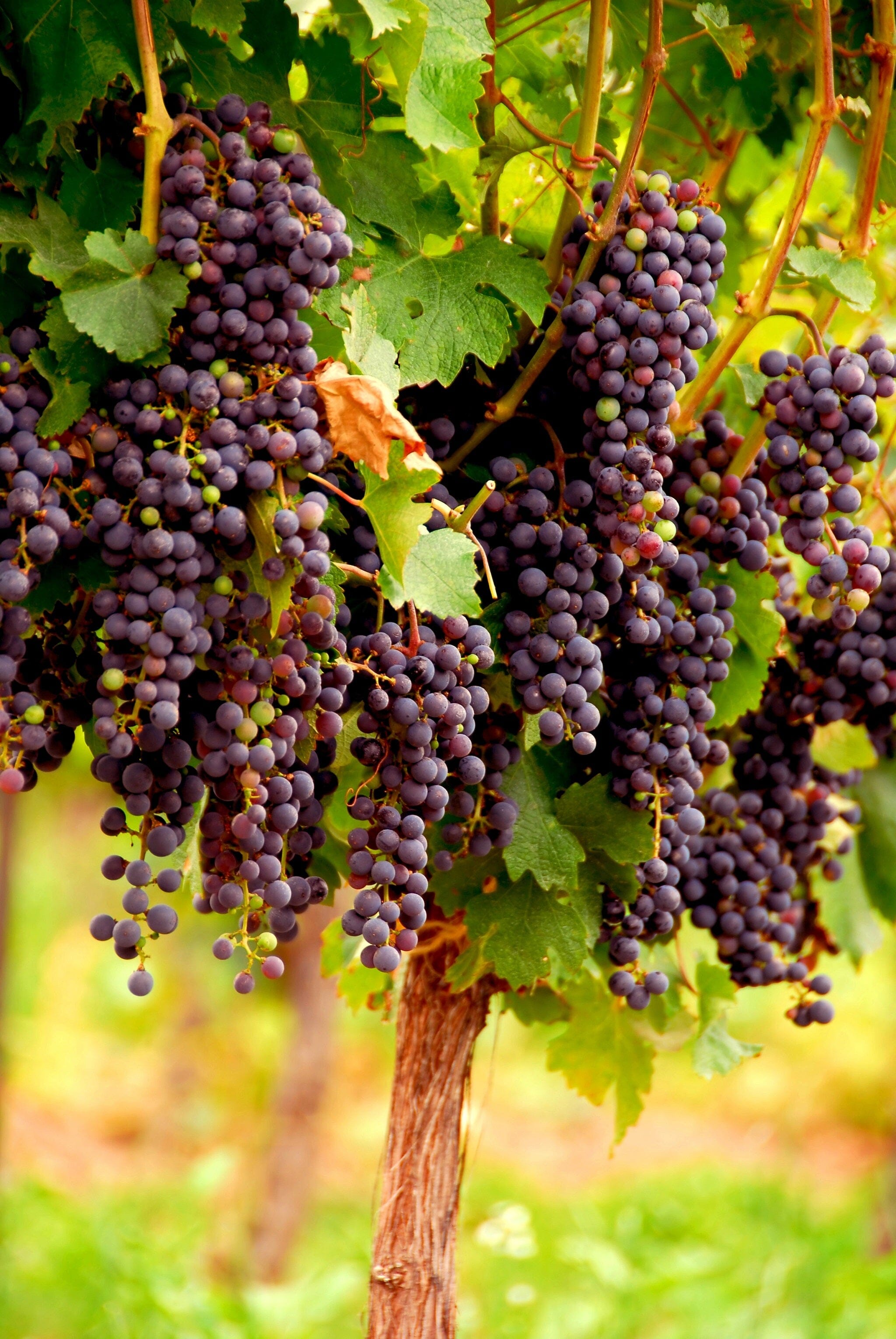 Ripened Grapes Wall Mural - PASWM