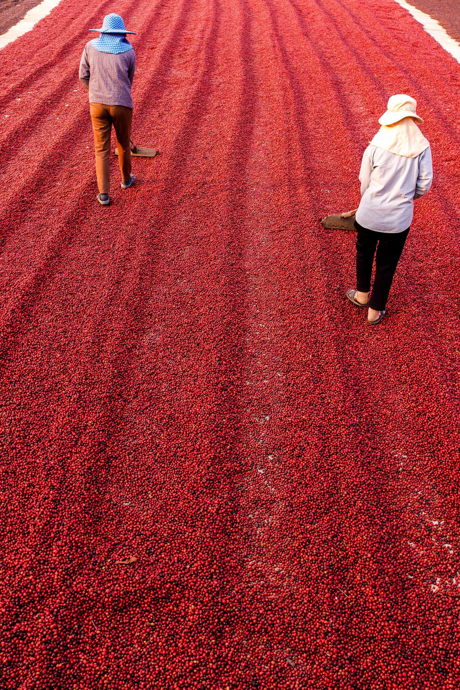 Two people in hats and long sleeves use wooden tools to spread rows of red coffee beans under the sun—a striking scene captured in our Sun-Dried Coffee Harvest Wall Mural, perfect as a custom print or peel and stick mural for any space.