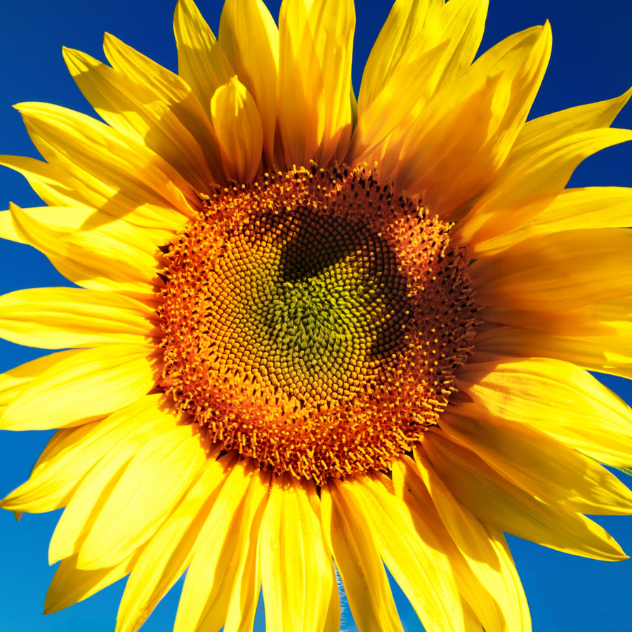 Sunflower Against Blue Wall Mural