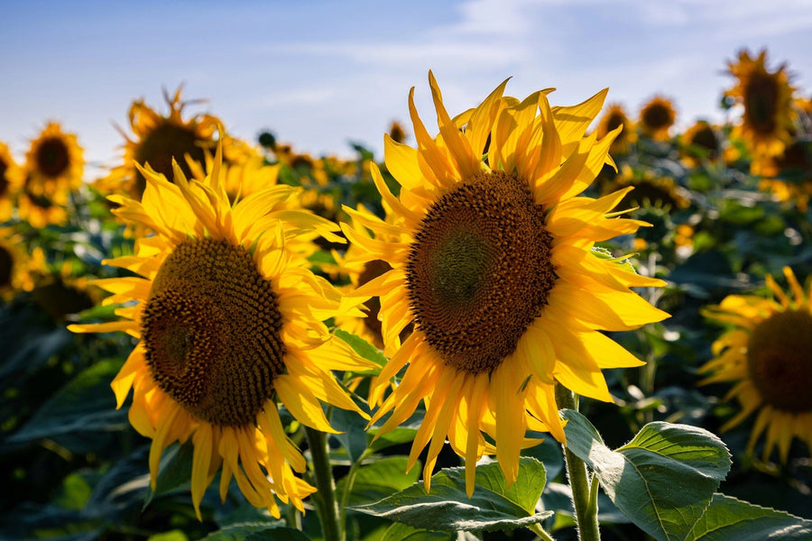 The Sunflower 5 Wall Mural features two vibrant sunflowers in full bloom against green leaves and a clear, lightly clouded sky—ideal for custom-printed murals or removable wallpaper.