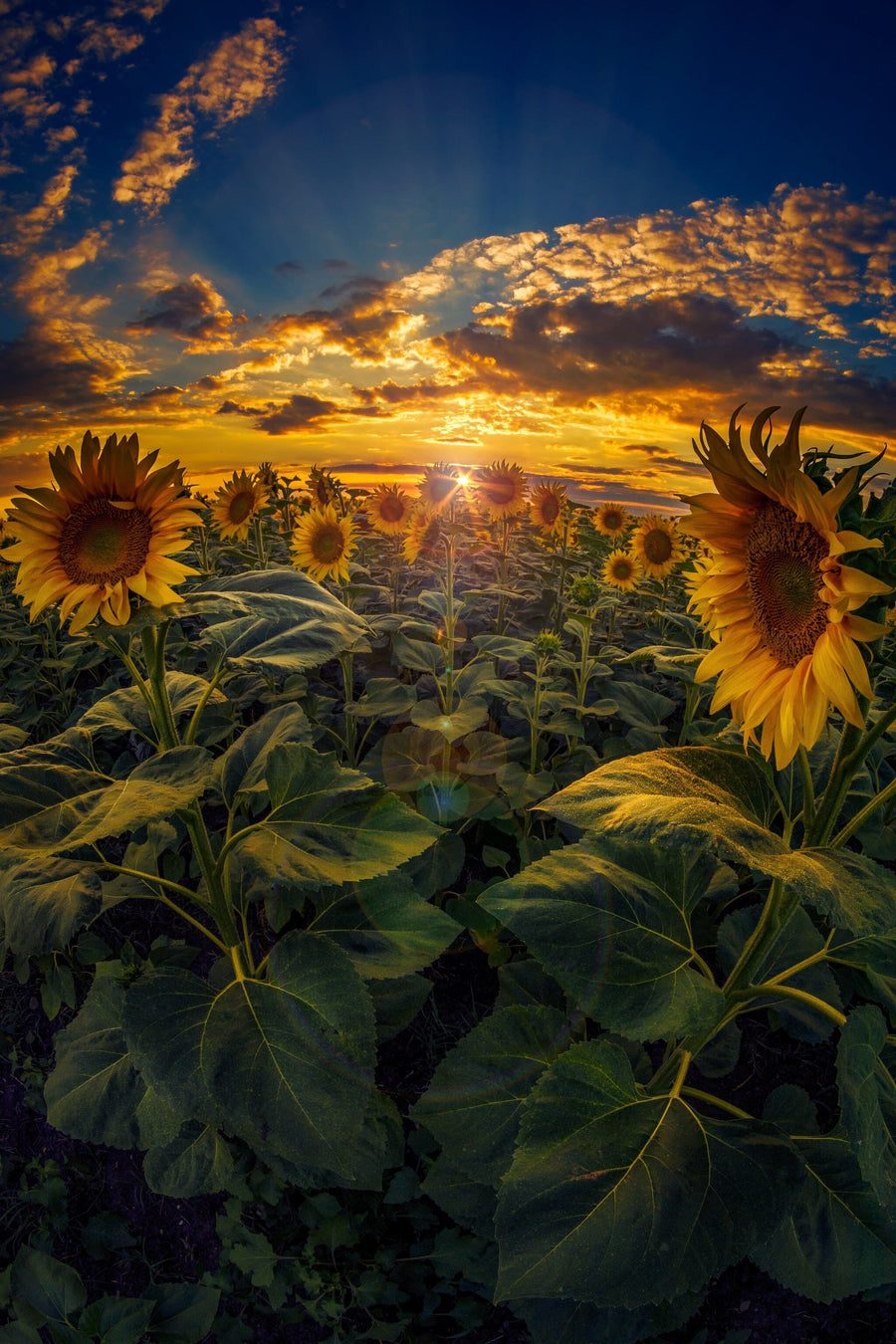 Sunflower Field Captured with Fisheye Lens Wall Mural Wallpaper Mural Deposit photo Color Original Custom Size