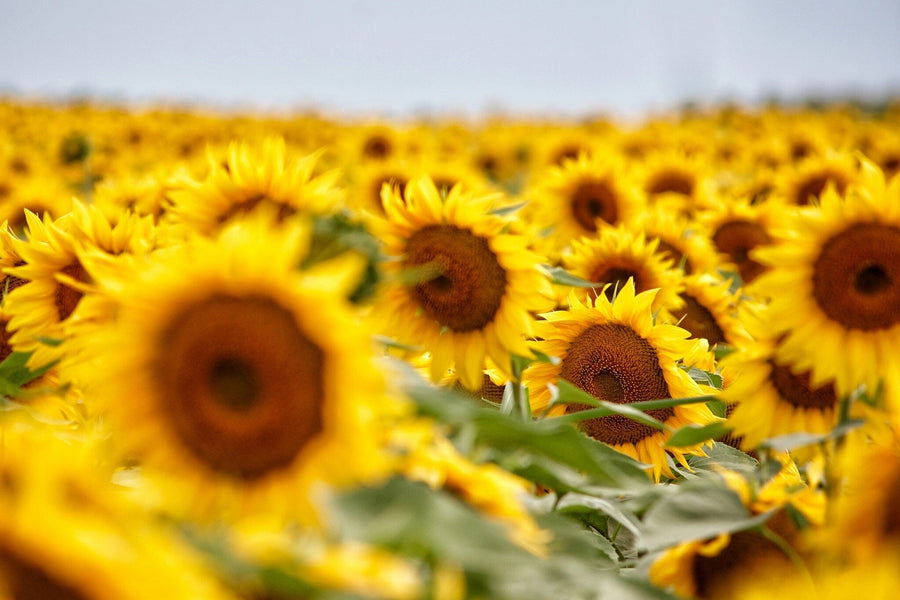 Sunflower Field Close up Wall Mural - Peel and Stick Wall Murals Peel and stick Wall Mural Color Original Custom Size