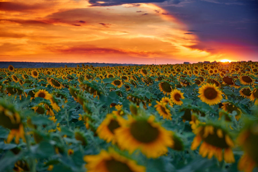 Sunflower Field Illuminated by Sunset and Clouds Wall Mural Wallpaper Mural Color Original Custom Size