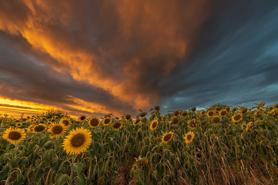 Sunflower Fields at Sunset in Bas-Rhin Wall Mural