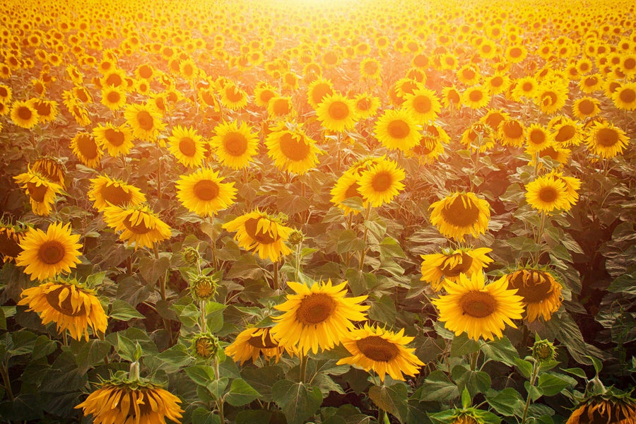 The Sunflower Haven Wall Mural captures a vast field of sunflowers glowing under a golden sky, embodying warmth and tranquility with its vibrant design.