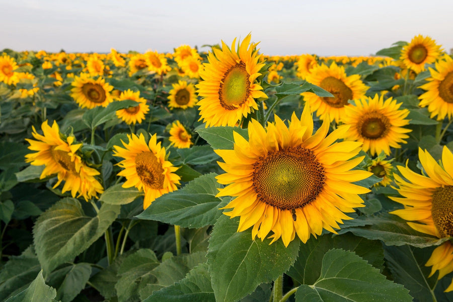Bring summer’s beauty indoors with the Sunflower Smiles Wall Mural—a vibrant field of blooming sunflowers under a pale blue sky, perfect for brightening any room with cheerful, custom-printed decor.