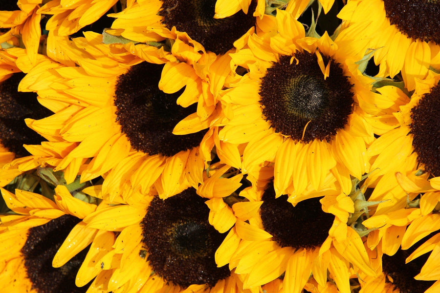 The Sunflower Symphony Wall Mural by features a vivid close-up of sunflowers with bright yellow petals and dark brown centers, perfect for custom printed murals or removable wallpaper. The densely packed flowers create striking color contrasts and textured petals add depth.