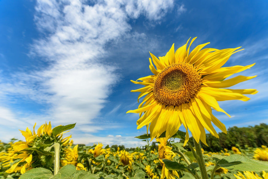 The Sunflower Under Sky Wall Mural by portrays a vibrant foreground sunflower with its textured brown center and bright yellow petals. A field of sunflowers stretches beneath a rich blue sky, creating a serene, sunny atmosphere.