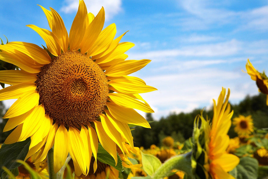 Sunflower against a Blue Sky Wall Mural - Peel and Stick Wall Murals Peel and stick Wall Mural photo Color Original Custom Size