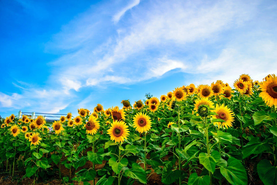 Sunflower on the Hill Wall Mural Wallpaper Mural Deposit photo Color Original Custom Size