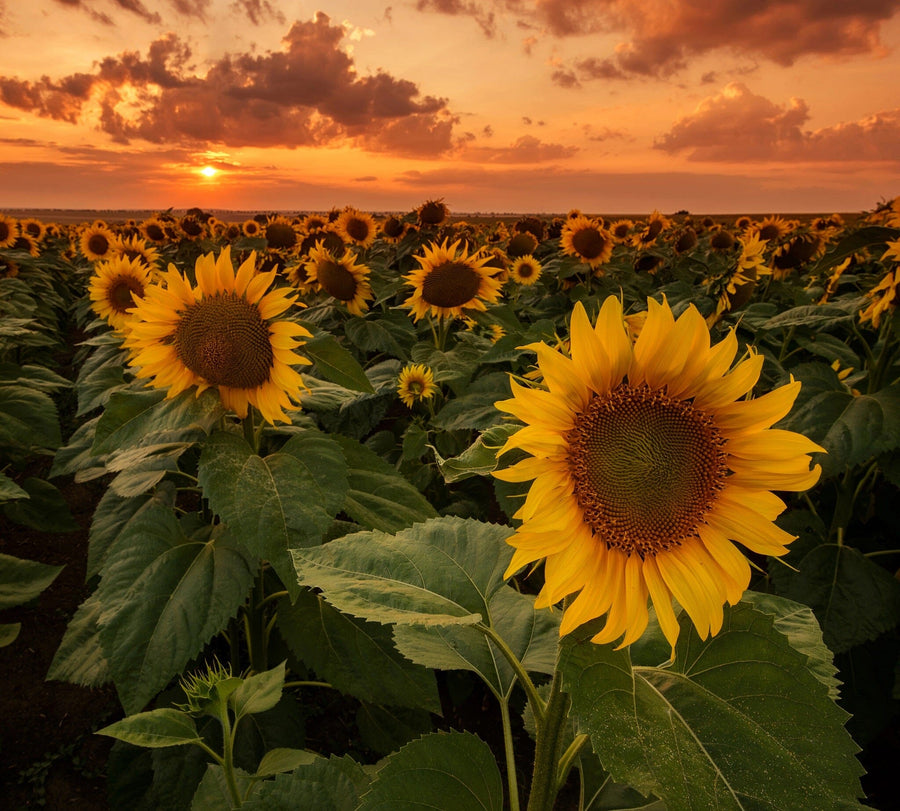 Sunflowers Wall Mural Wallpaper Mural Deposit photo Color Original Custom Size