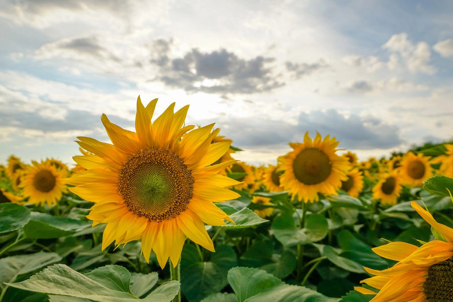 Brighten your space with the "Sunflowers Under Clouds Wall Mural." Featuring a vibrant sunflower field beneath a partly cloudy sky, this mural adds warmth and serenity—perfect for custom-printed or peel and stick wall décor.
