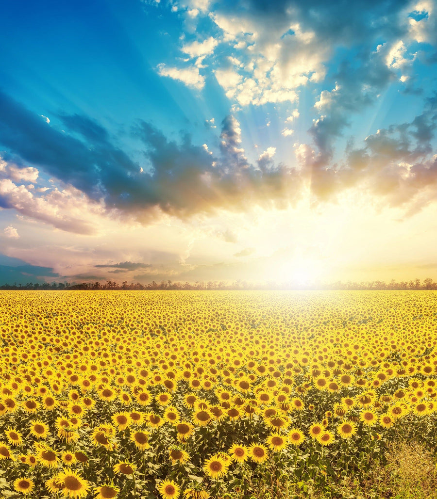 Transform any room with the Sunflowers at Dawn Wall Mural, featuring a radiant field of bright yellow sunflowers beneath a dramatic sunrise. This vibrant, removable wallpaper fills your space with golden warmth and beauty.