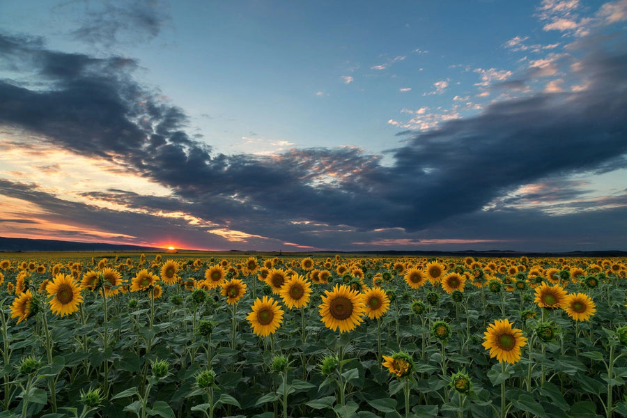 The Sunflowers at Dusk Wall Mural features a vast sunflower field beneath a dramatic sunset sky, blending bright blooms and vibrant colors. This peel and stick mural brings the beauty of nature into your home décor effortlessly.