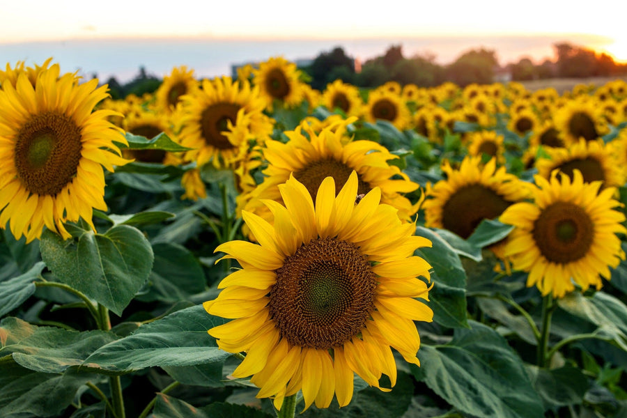 Bring home the beauty of a glowing sunflower field with the Sunflower 1 Wall Mural—peel and stick for an easy update featuring bold yellow petals, lush green leaves, and radiant skies.
