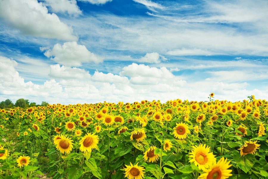 A vast field of blooming sunflowers under a bright blue sky inspires the Sunflowers in Summer Wall Mural—a lively peel and stick design that brings picturesque summer landscapes and nature’s beauty into your home.