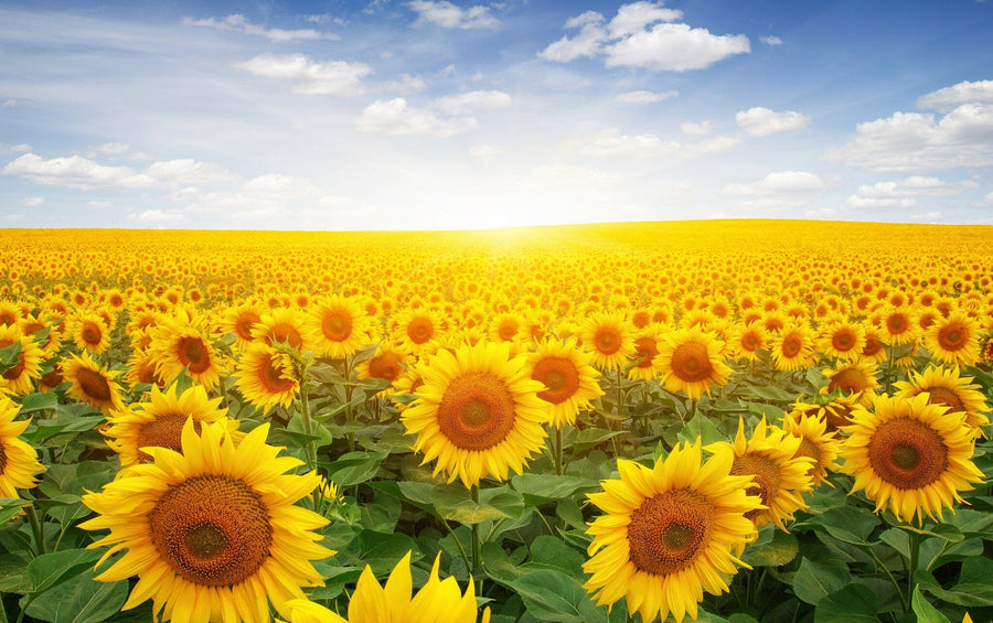 The Sunlit Flower Field Wall Mural brings a vibrant field of yellow sunflowers under a blue, cloud-dotted sky into your space, with a golden glow that brightens any room—easy to apply and perfect for transforming your decor.