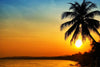 Sunrise in the tropics with a palm tree silhouette – Peel and Stick Wall Murals