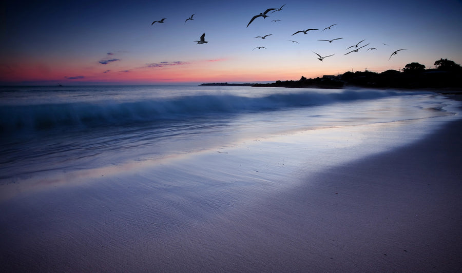 Birds flying over the water at sunset on a beach – Peel and Stick Wall Murals