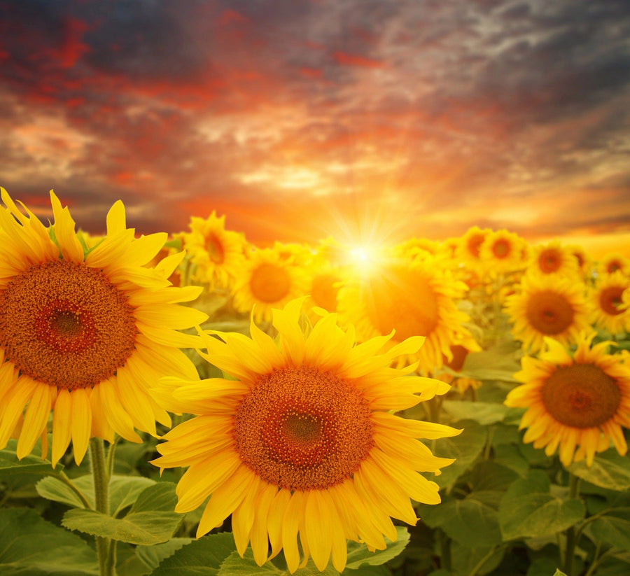 Transform your space with the Sunset Over Sunflowers Wall Mural—a removable wallpaper featuring a vivid field of sunflowers beneath a dramatic sky, bringing golden light and nature’s beauty to any room effortlessly.