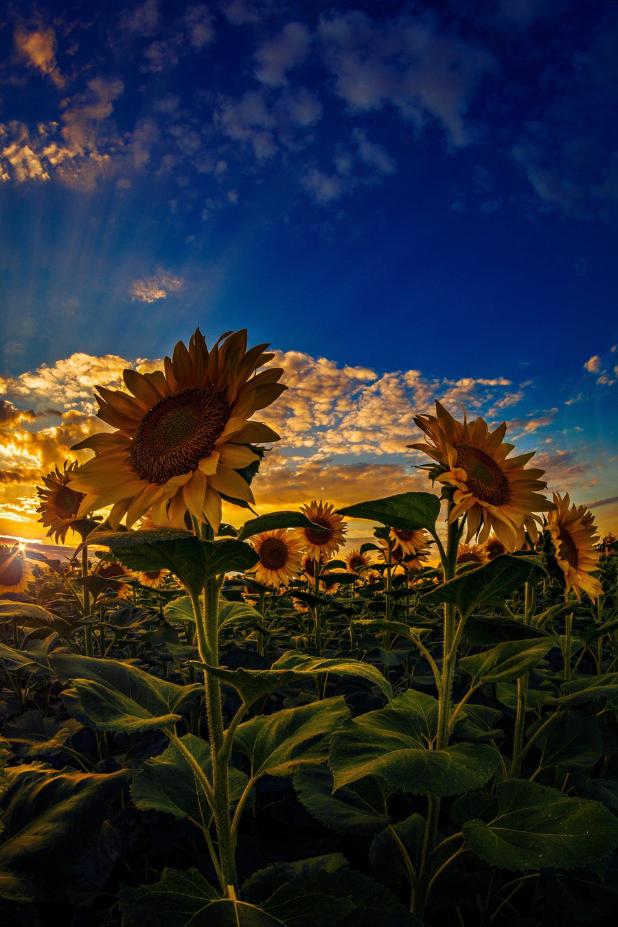 Sunset Over a Sea of Golden Sunflowers Wall Mural Wallpaper Mural photo Color Original Custom Size