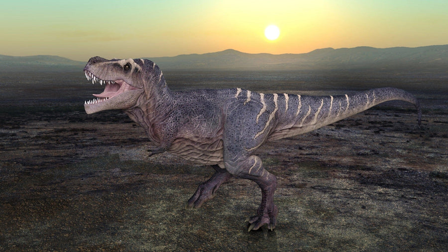 The T-Rex at Twilight Wall Mural features a realistic Tyrannosaurus rex with open jaws and sharp teeth in a vast, barren landscape at sunset. Its scaly, striped body stands majestically against silhouetted mountains and an orange sky, adding prehistoric majesty to your space.