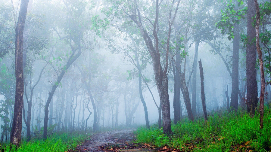 The White Mist that Fell into the Forest Wall Mural Wallpaper Mural Color Original Custom Size