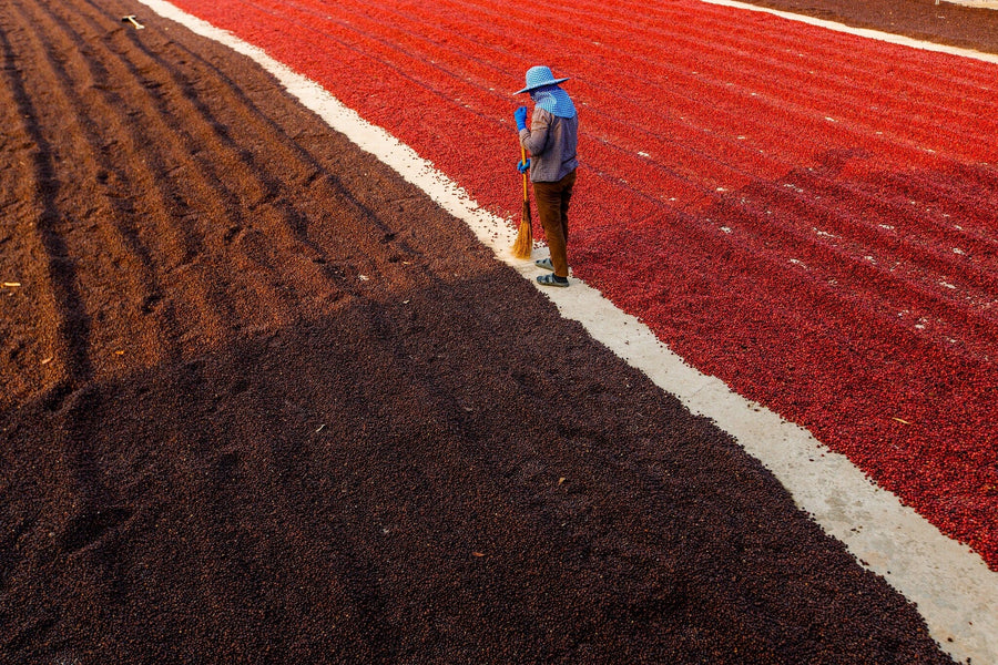 A person in a blue hat and shirt tends rows of red and brown coffee beans drying on a narrow path—a striking scene captured in the Traditional Bean Drying Wall Mural, ideal for custom prints or peel and stick murals for your space.