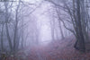 Trees Silhouettes in Misty Spooky Purple Forest Wall Mural