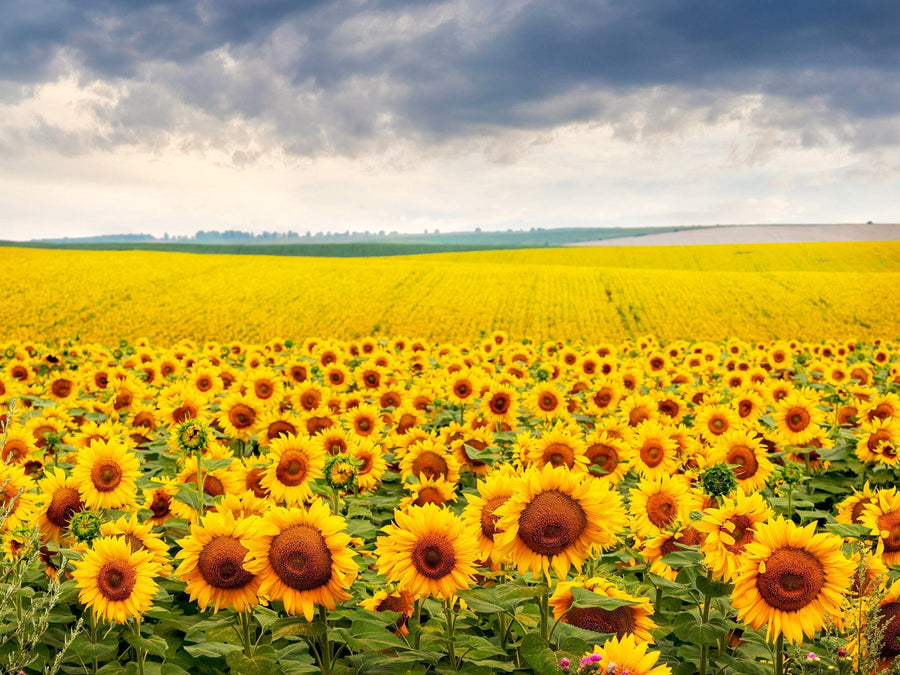 Vibrant Sunflower Field Wall Mural Wallpaper Mural Deposit photo Color Original Custom Size