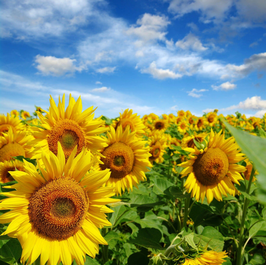 The Vivid Sunflower Field Wall Mural by showcases a vibrant field of sunflowers in full bloom with large yellow petals and prominent brown centers under a bright blue sky, creating an expansive scene perfect for removable wallpaper.