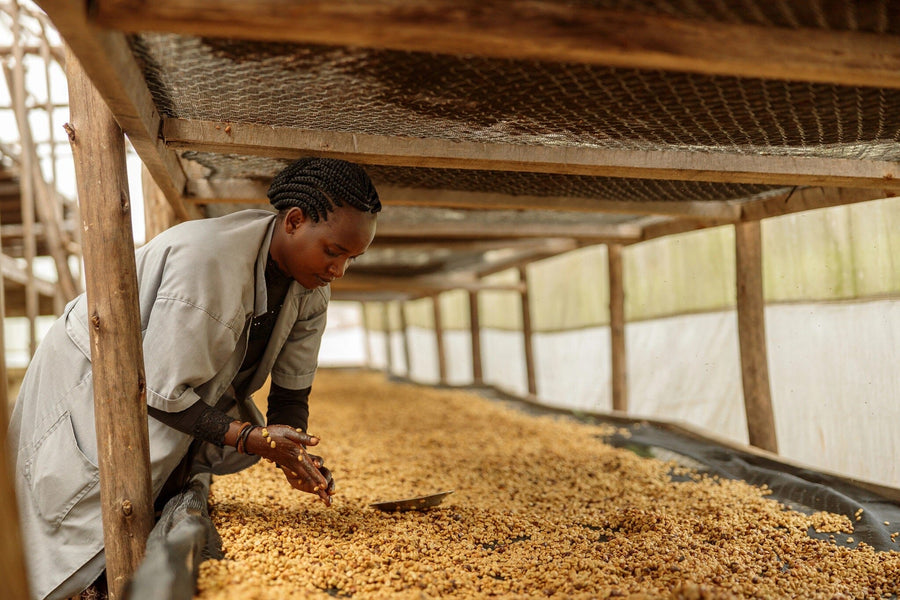 A woman in a gray coat inspects coffee beans drying on mesh racks inside a greenhouse, sunlight filtering in—a captivating image featured on the Coffee 6 Wall Mural, ideal for custom printed or peel and stick wall décor.