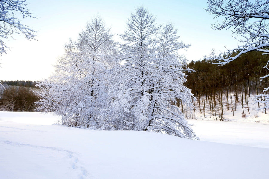 Winter, Snow, Forest, Trees, Landscape, Outdoors, Nature, Scenic, Peaceful, Tranquil, Wintry, Frozen, Snowy, Cold, Woodlands, Branches, Snowfall